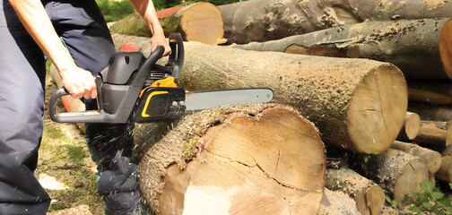 Sawing firewood with a chainsaw in the forest