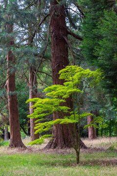 Green maple tree in a wood of pine and fir trees