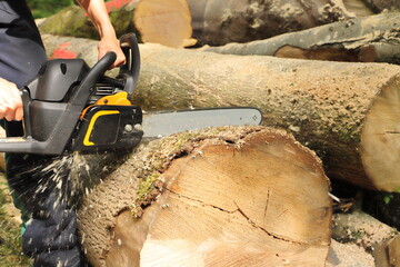 Sawing firewood with a chainsaw in the forest