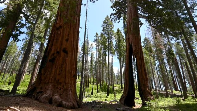 Clothespin Tree in the Mariposa Grove of Giant Sequoia's
