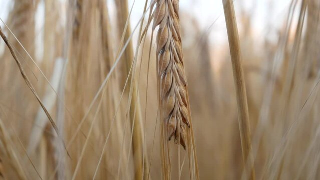 Spikelet Of Ripe Wheat In The Field. Growing And Harvesting Cereals. Food Security In The World And The Fight Against Hunger In African Countries