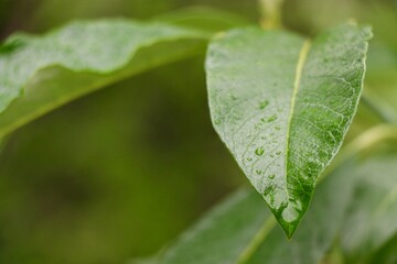 Rain Drops on Leaves
