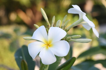 White Tropical Flowers