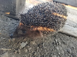 Nice photo of a hedgehog. Taken as close to his face as possible.