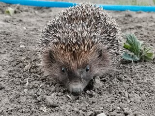 Nice photo of a hedgehog. Taken as close to his face as possible.
