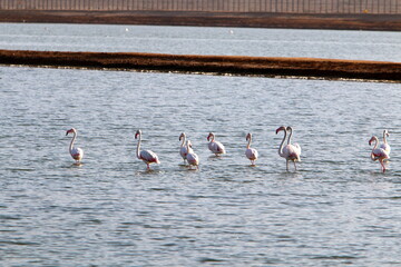White flamingos on a lake with fresh water