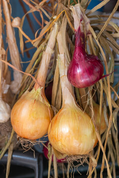 Tied onions drying