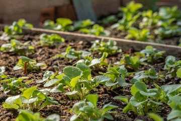 Small green seedlings in a nursery in a greenhouse in the spring