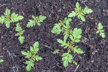 Small green seedlings in the greenhouse in the spring