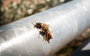 two wasps sitting on a hot metal railing on a sunny day
