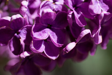 Fototapeta premium Lilac flowers close-up on a natural background.