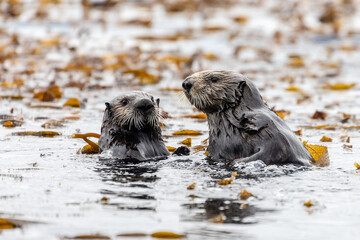 Wildlife and sea otters while kayaking the Elkhorn Slough by Moss Landing and Monterey Bay Pacific...