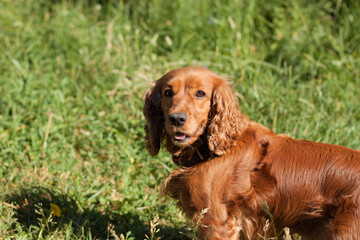 Portrait of a beautiful dog on a walk.