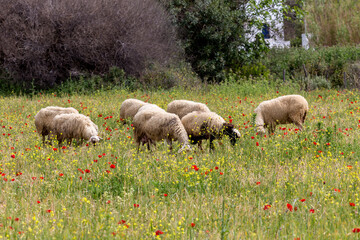 Herd of sheep grazing in a meadow