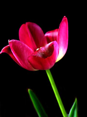 bright fresh red tulips in a vase