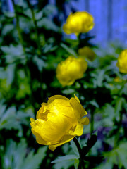 bloomed European swimsuit on the background of blurred natural greenery