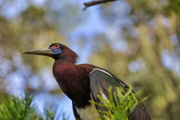 View of a Abdim's stork also known as white bellied stork perched on a tree.