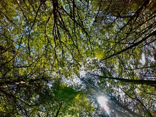 Fototapeta premium trees in the forest from below