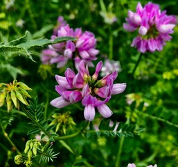 purple flowers in the garden