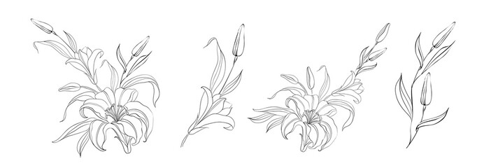 Set of differents lily on white background.