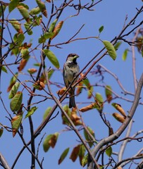 bird on a branch