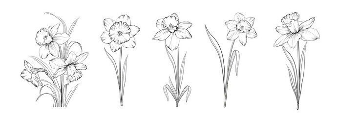 Set of differents narcissus on white background - 517955788