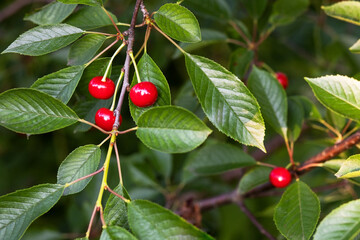 Red cherry berries grow in the garden on a tree on a sunny summer day and are ready for harvesting