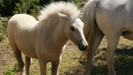 Fototapeta premium horse