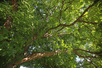Nussbaum im Sommer