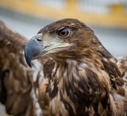 Beautiful closeup of brown, young, immature eagle