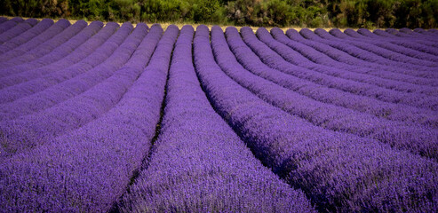 Dramatic and colorful purple field of perfectly trimmed lavender plants in France in summer