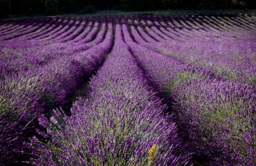Fototapeta na wymiar Rows and Rows of purple lavender near Luberon in France