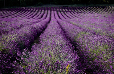 Obraz premium Rows and Rows of purple lavender near Luberon in France
