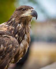 Close up of large brown, young eagle