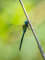 Anax empereur
