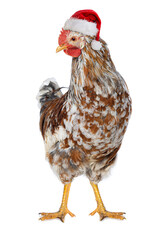 Cock wirh santa hat isolated on white background