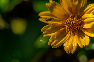 The flower of the creeping buttercup plant in bloom is yellow