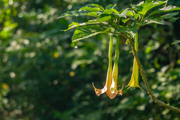 The flower of the Datura Metel plant in bloom is in the form of a yellow bell