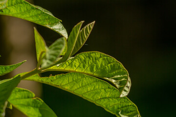 The leaves of the guava plant are green and have a thick texture with clearly visible leaf skeletons
