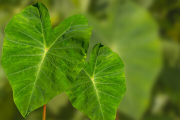 The heart-shaped leaves of the Taro plant are green, have a smooth and water-repellent surface