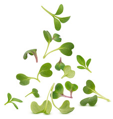 Microgreen leaves isolated on white background