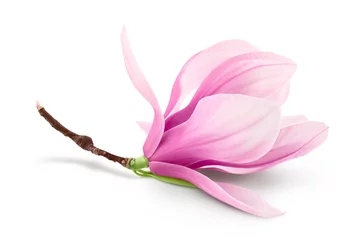 Rolgordijnen Pink magnolia flower isolated on white background with full depth of field © kolesnikovserg