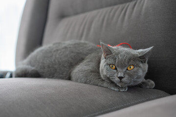 British Shorthair cat lying on sofa. Lovely pet in the living room