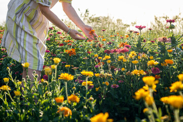 Woman florist standing in flowers at summer garden. Zinnia and marigold flower plants