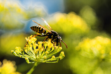 Wasp on a dill flower