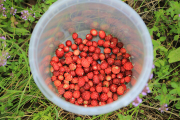 Wild strawberries in plastic bowl