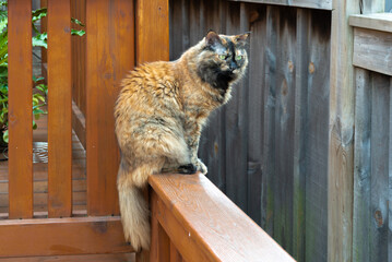 A tricolor cat sits on a fence