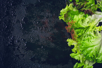 border fresh wet green lettuce leaves, curly lettuce, black background with water drops