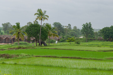 Rice fields of South Asia during Indian monsoon season