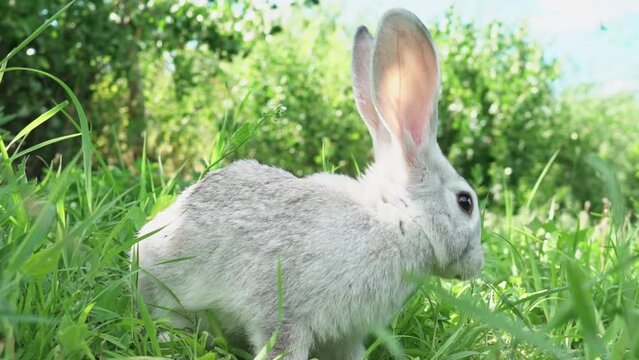 cute fluffy little bunny on a green meadow, in sunny sunny weather, close-up. Portrait of a domestic tame rabbit. Cute rabbit sitting on green field, spring meadow, easter rabbit hunt
